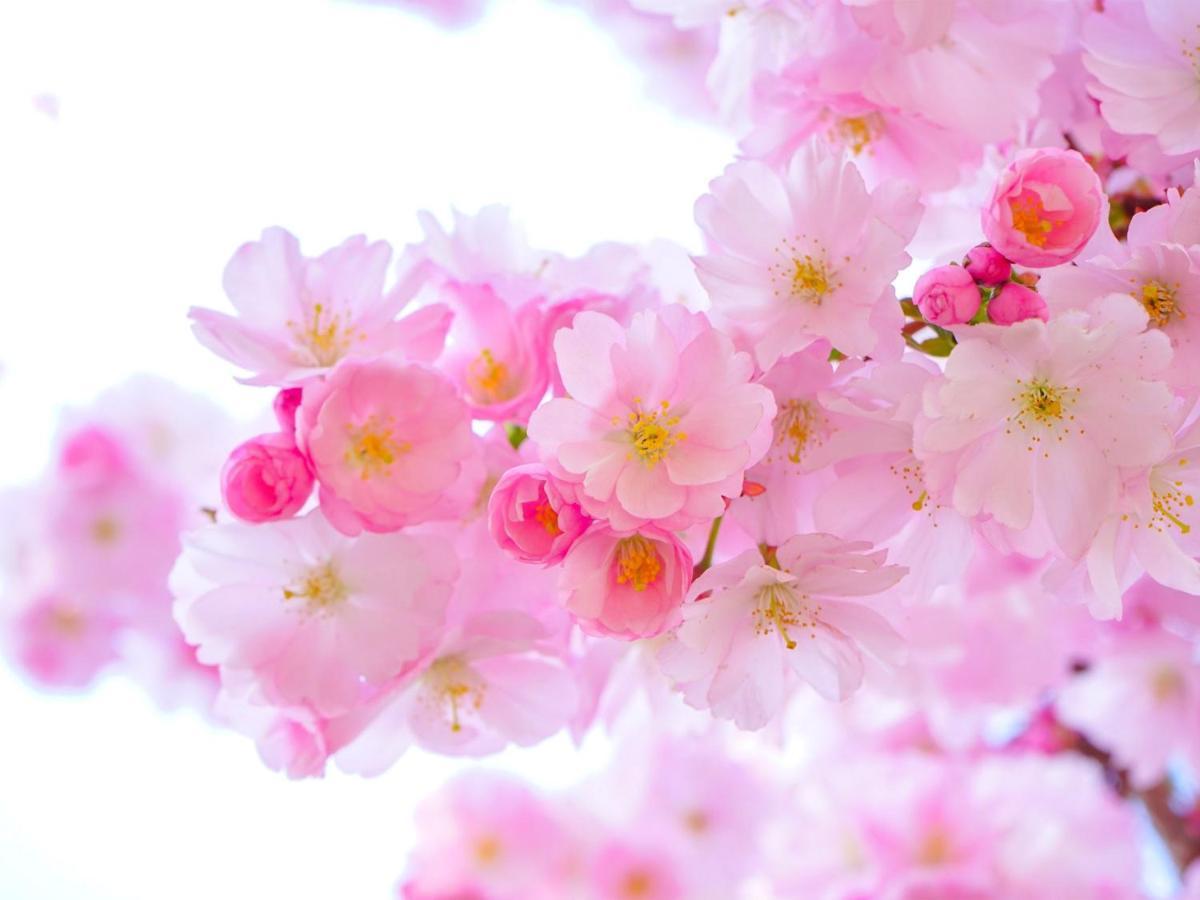Kochi Sakura Hotel Buitenkant foto